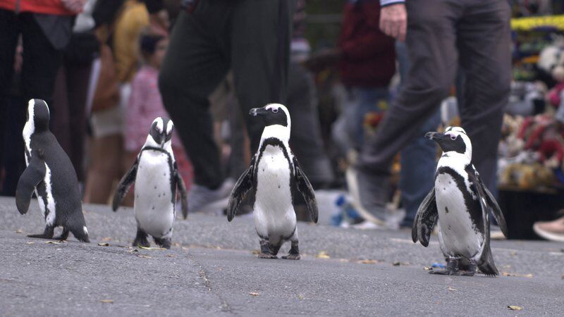 Waddling into view are the stars of 'Penguin Town'